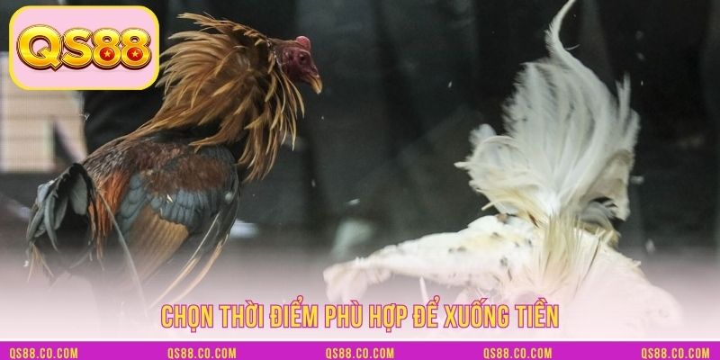 Chiến kê Asil - Thể lực và sức bền tốt