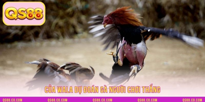Cửa wala dự đoán gà người chơi thắng