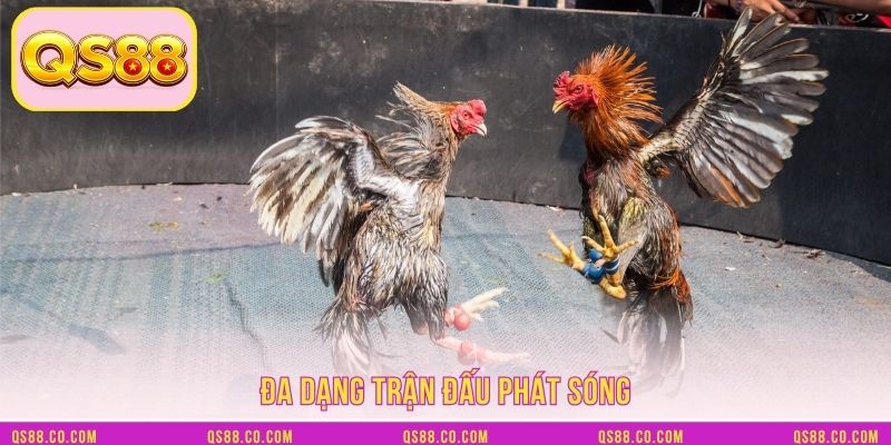 Đa dạng trận đấu phát sóng