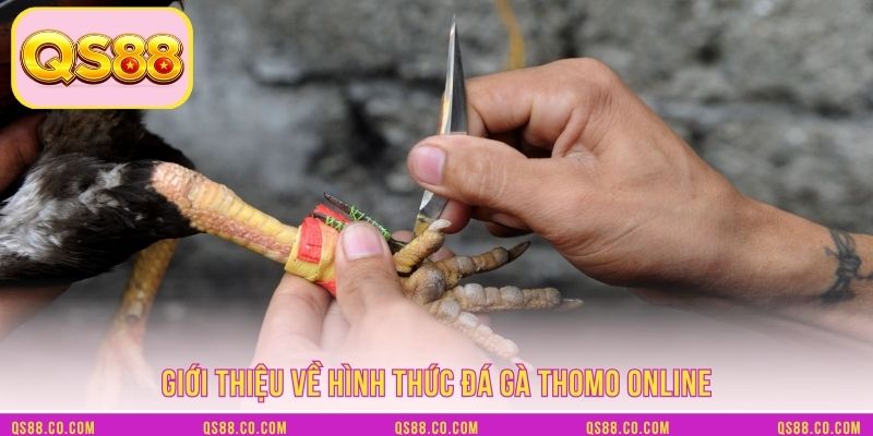 Giới thiệu sơ lược về đá gà cựa dao