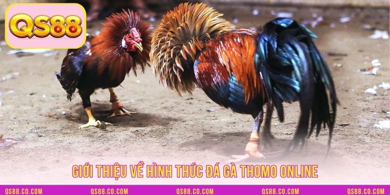 Giới thiệu về hình thức đá gà Thomo online