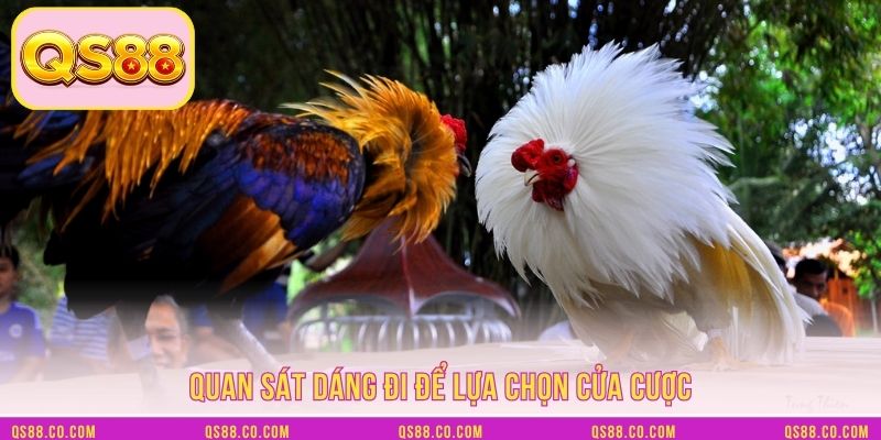 Quan sát dáng đi để lựa chọn cửa cược